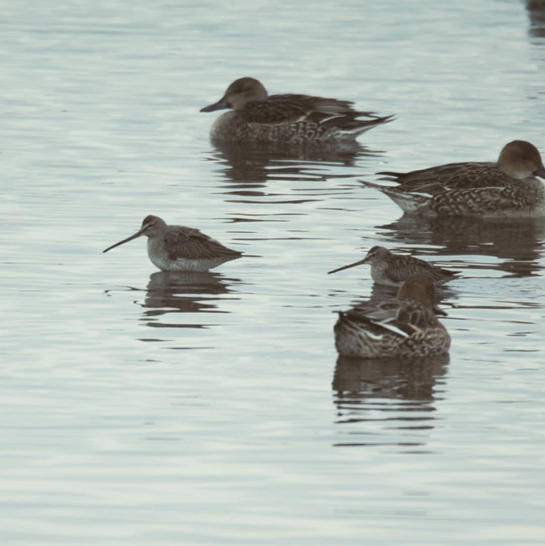 חרטומנית ארוכת-מקור - ML405913221