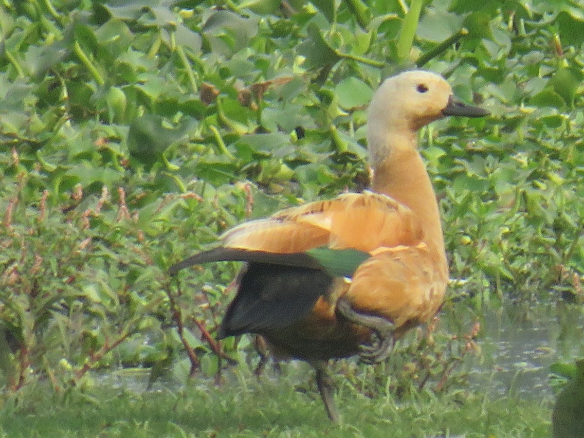 Ruddy Shelduck - Prachee J