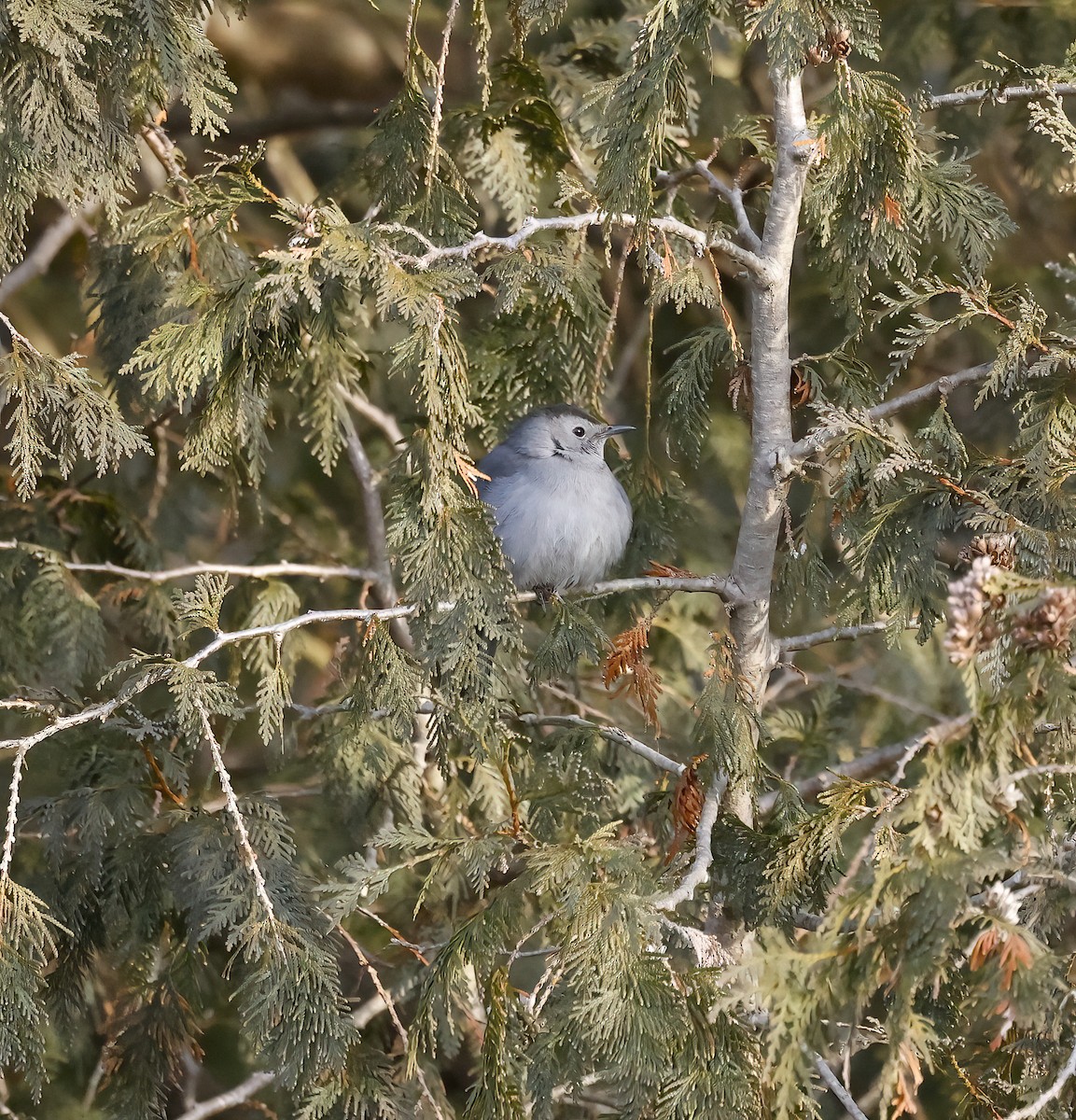 Pájaro Gato Gris - ML405914501