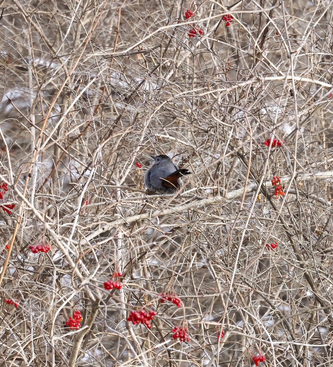 Gray Catbird - ML405914621