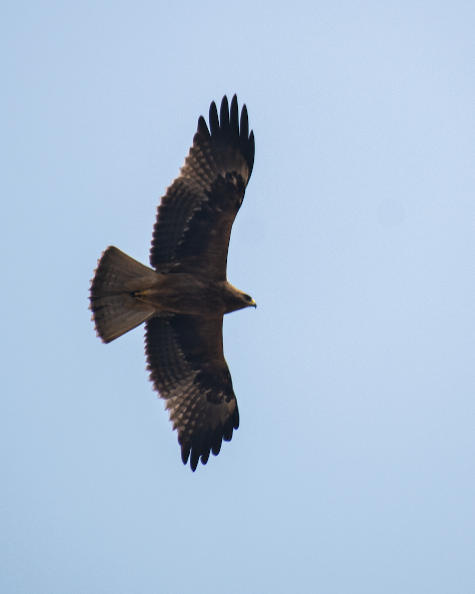 Booted Eagle - ML405916701