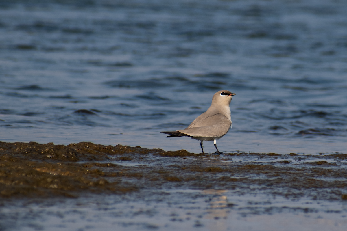 Small Pratincole - ML405916771