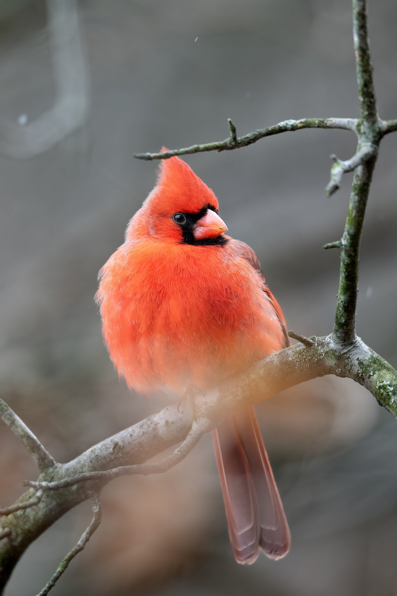Cardinal rouge - ML405917981
