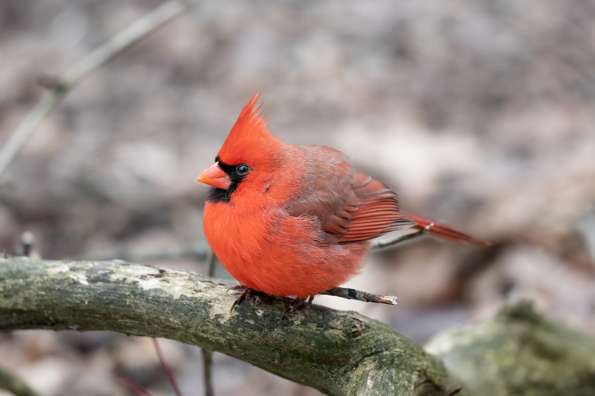 Cardinal rouge - ML405918001