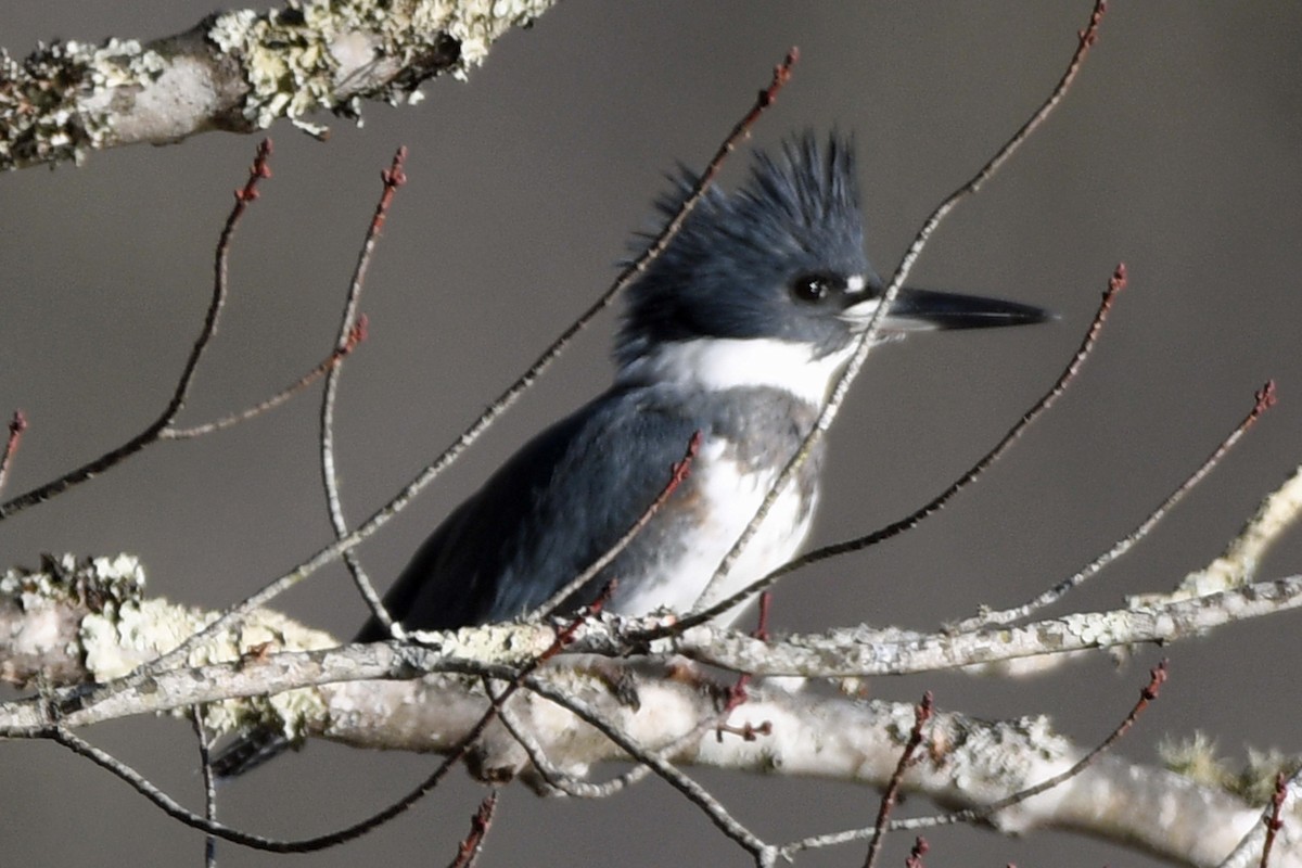 Belted Kingfisher - ML405919241