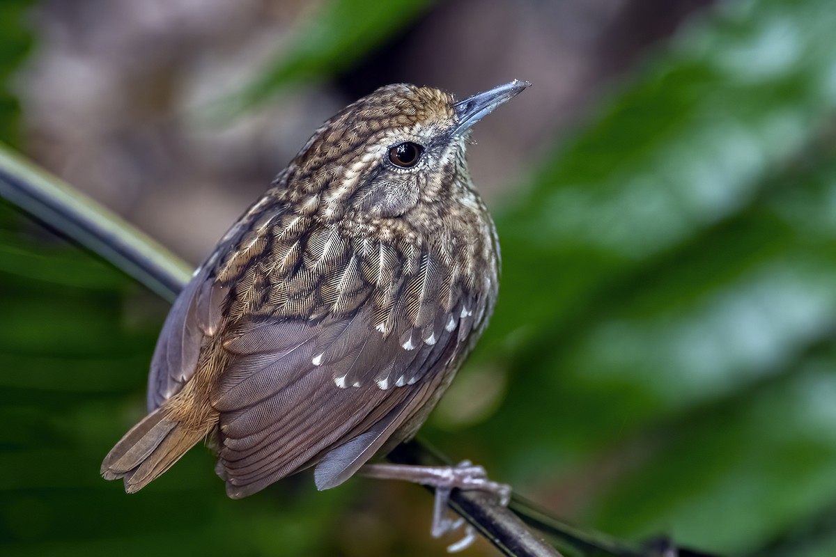 Eyebrowed Wren-Babbler - Su Li