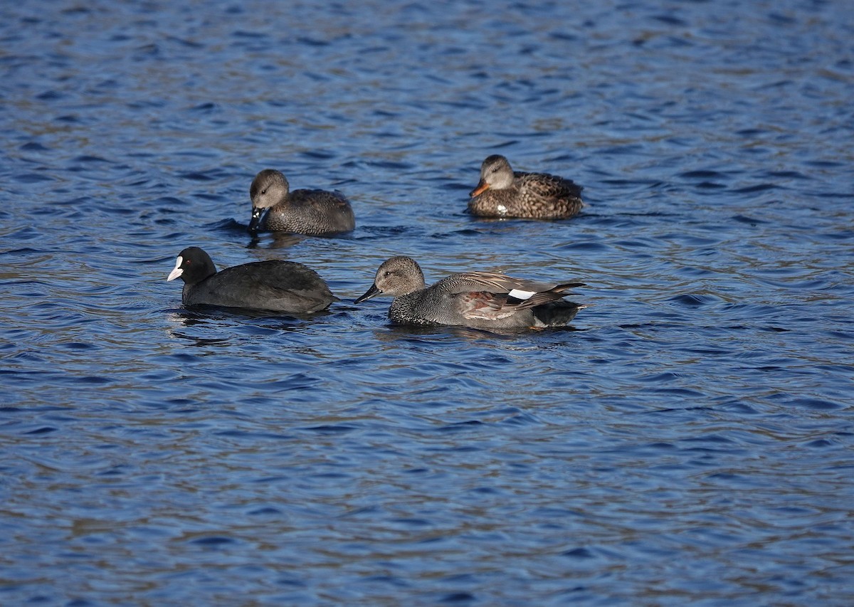 Gadwall - ML405920611