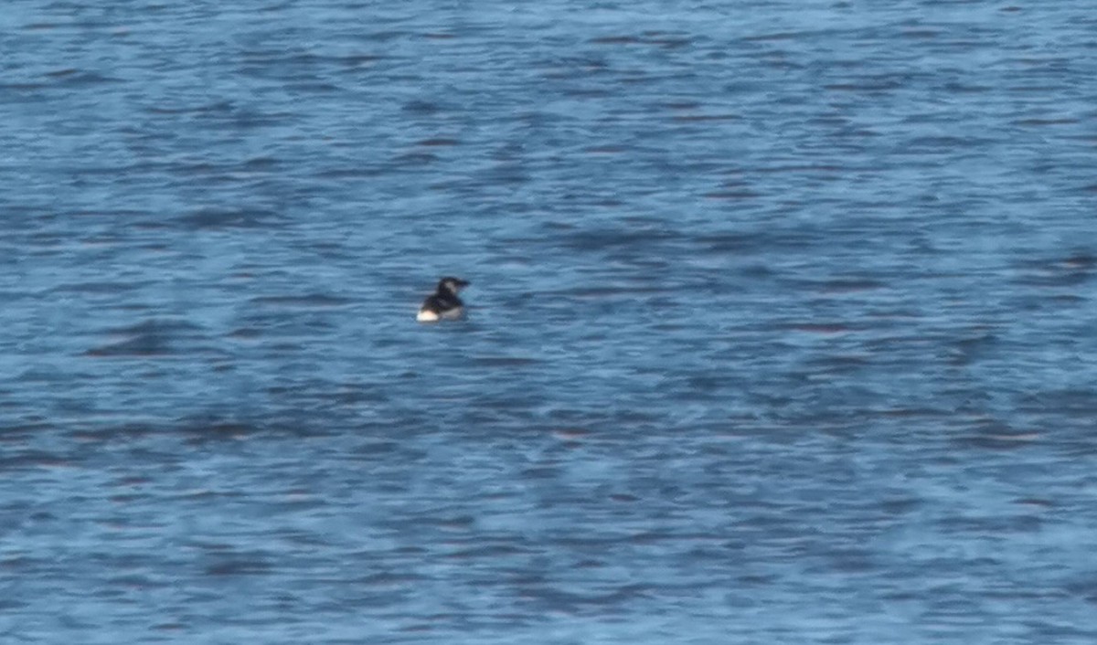 Razorbill - ML405920631