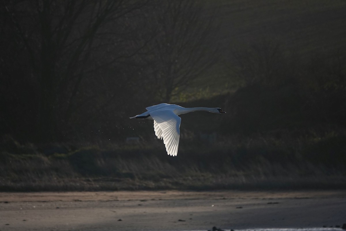 Mute Swan - ML405920721