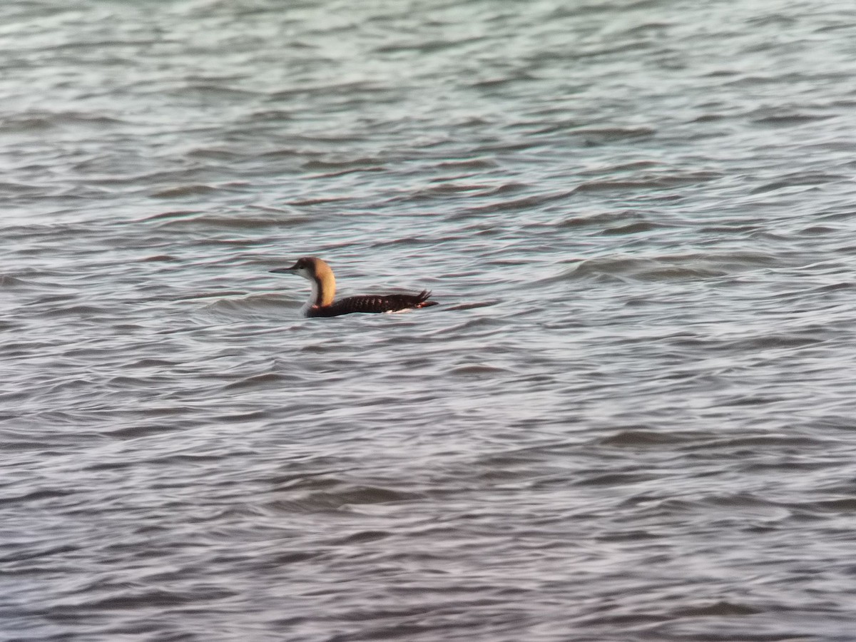 Arctic Loon - ML405921491