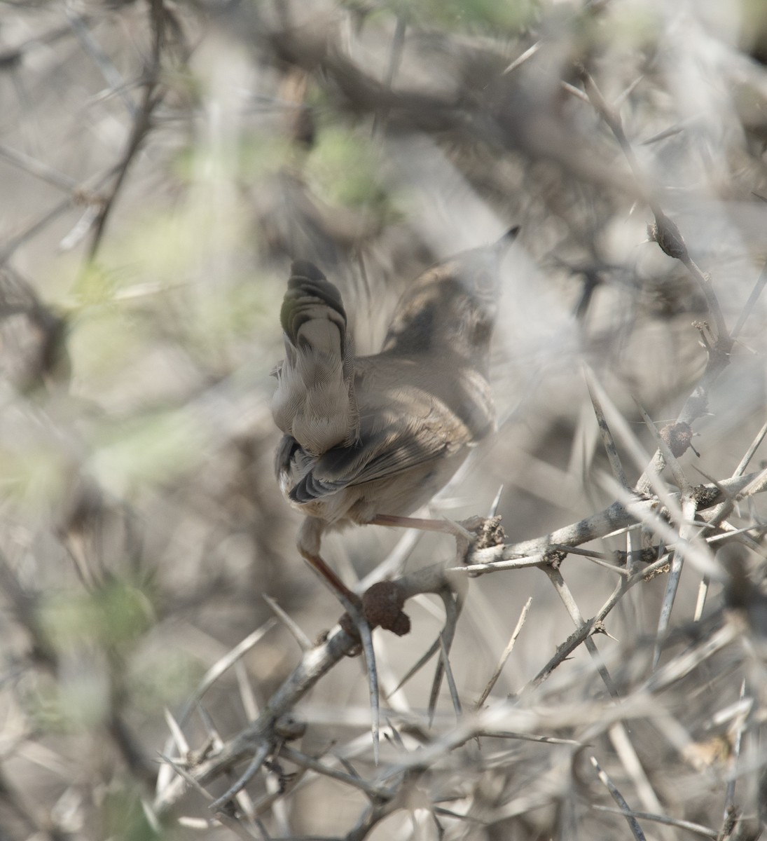Кропив'янка біловуса - ML405921531