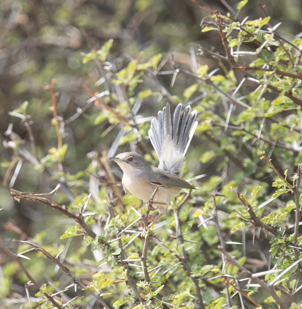 Кропив'янка біловуса - ML405921541