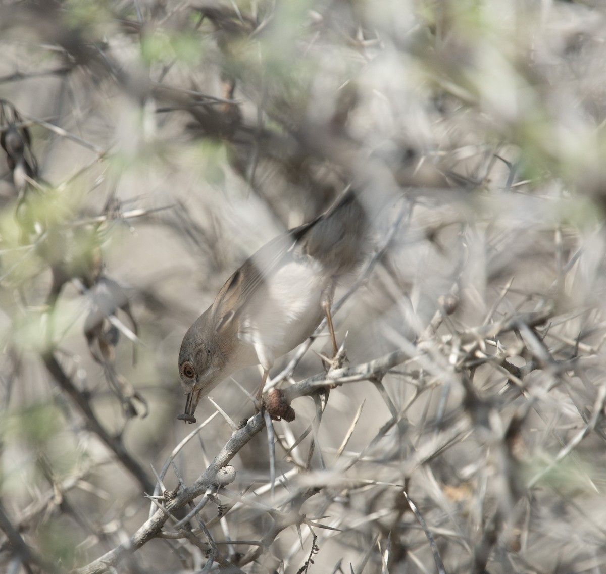 Кропив'янка біловуса - ML405921551