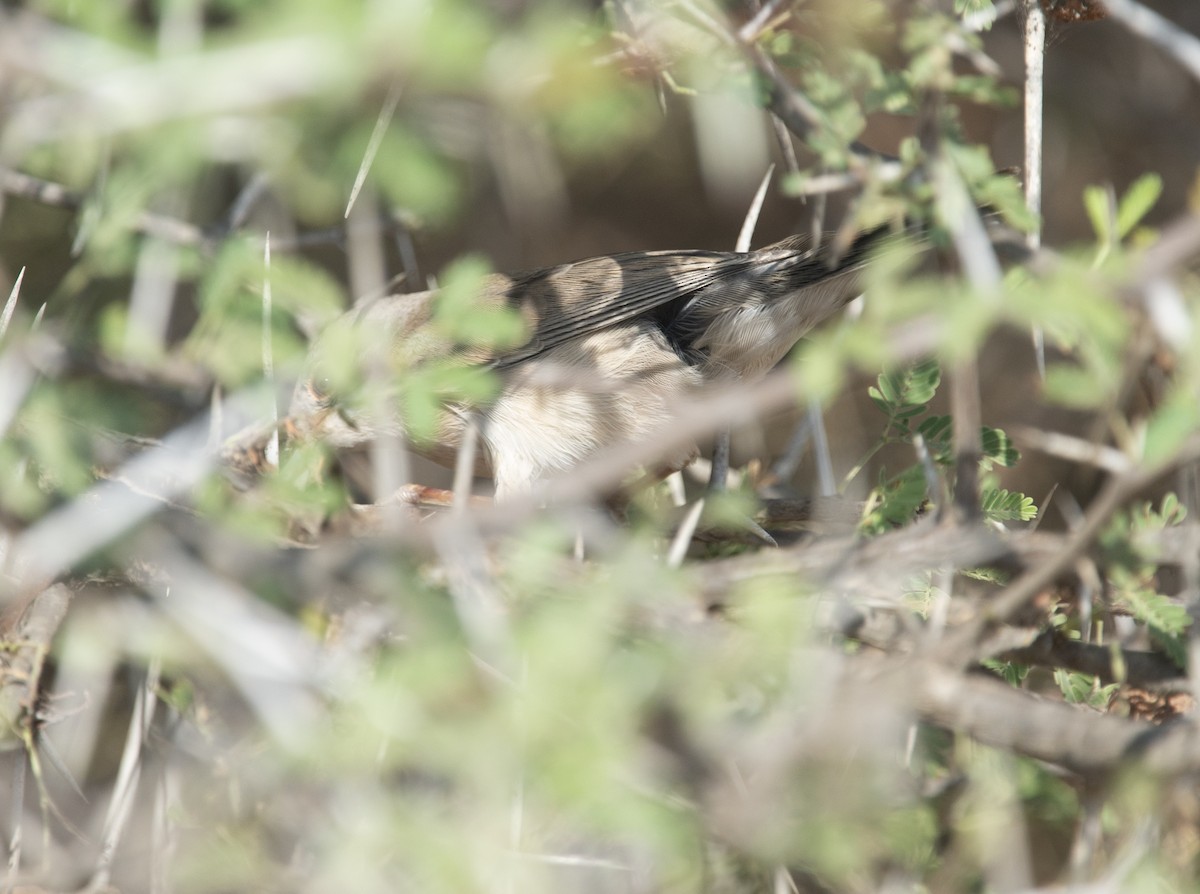 Кропив'янка біловуса - ML405921571