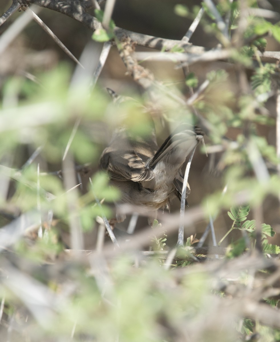 Кропив'янка біловуса - ML405921581