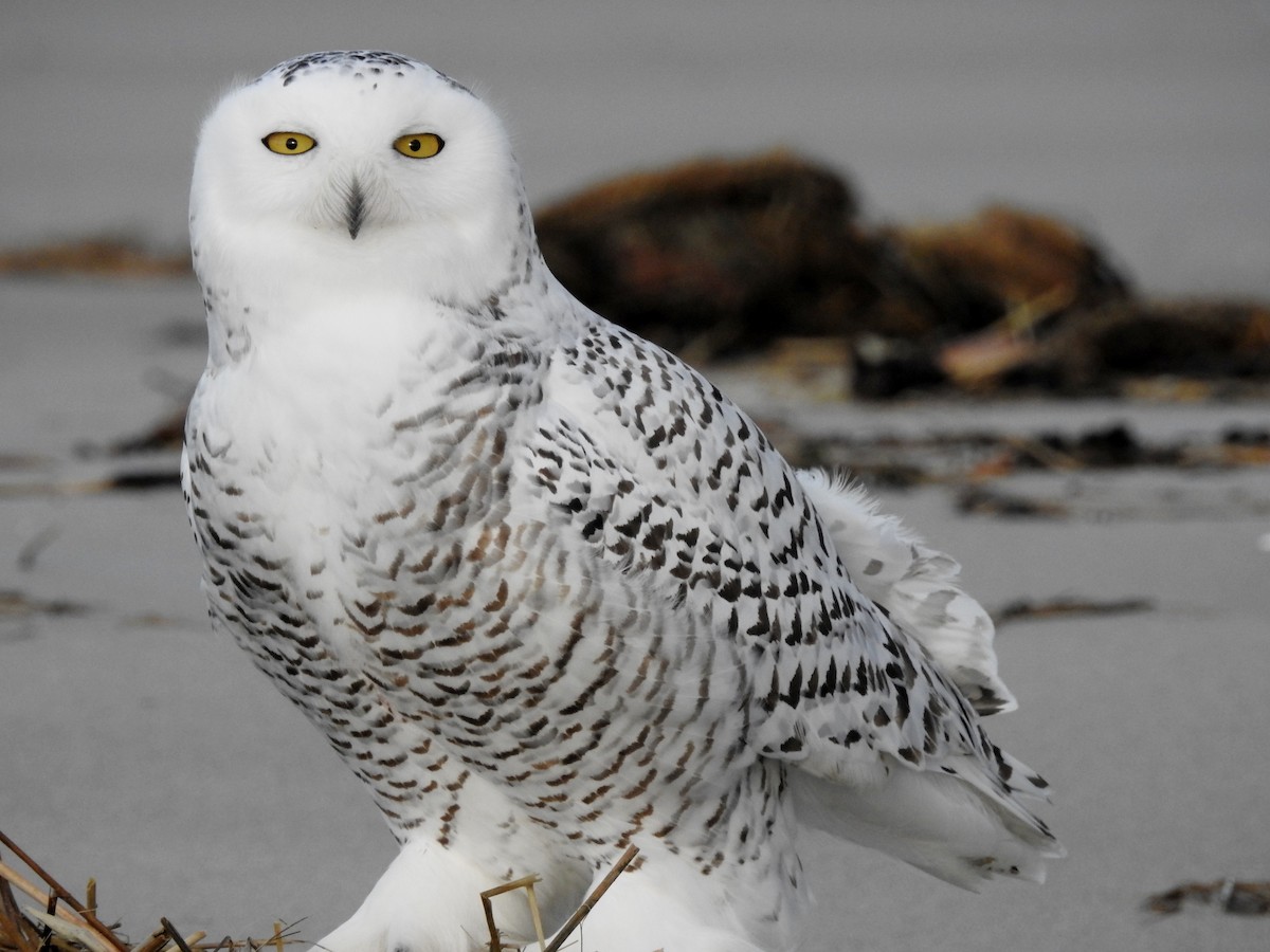 Snowy Owl - ML40592261