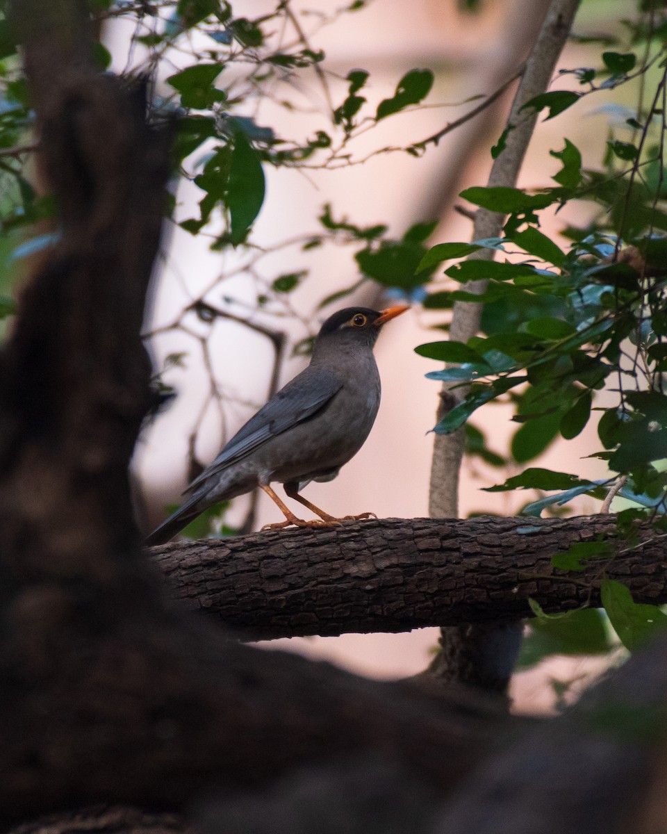 Indian Blackbird - ML405922831