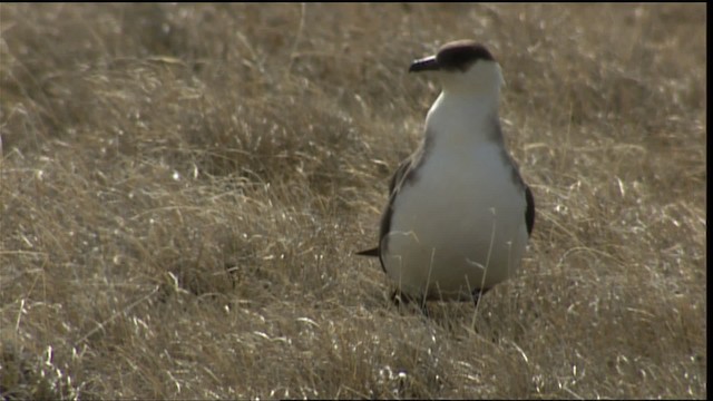 Parasitic Jaeger - ML405924