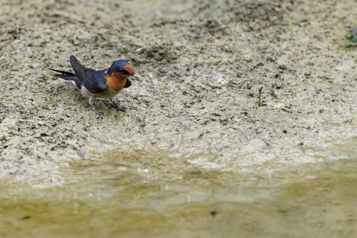 Golondrina del Pacífico - ML405924951