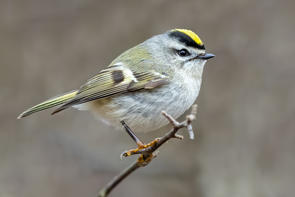 Golden-crowned Kinglet - ML405925651