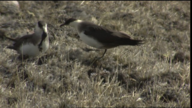 Parasitic Jaeger - ML405926