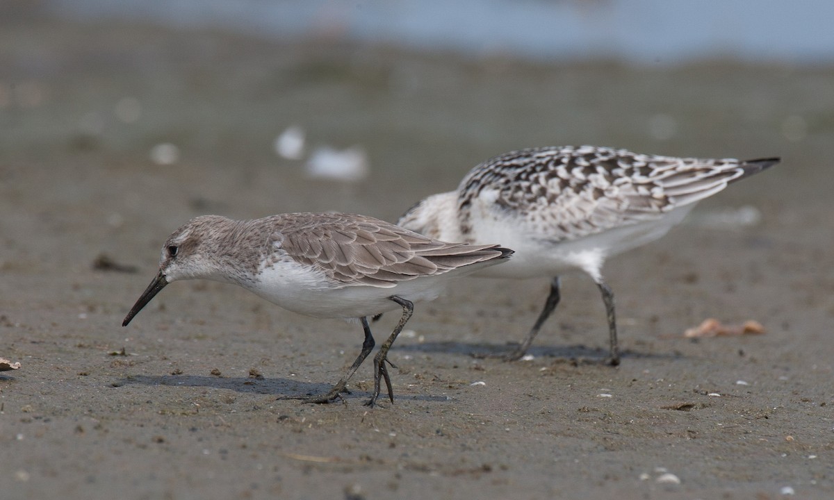 Western Sandpiper - ML40592951