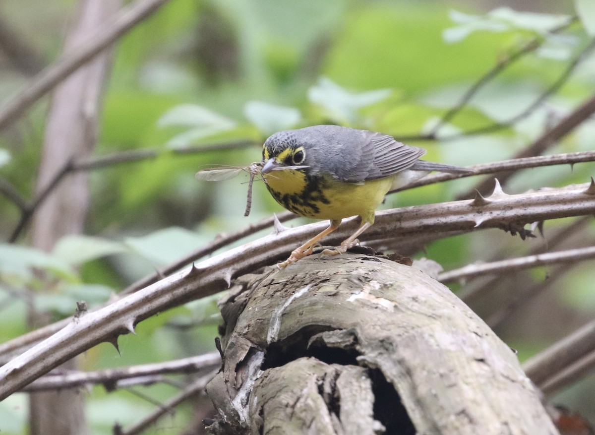 Paruline du Canada - ML405930321