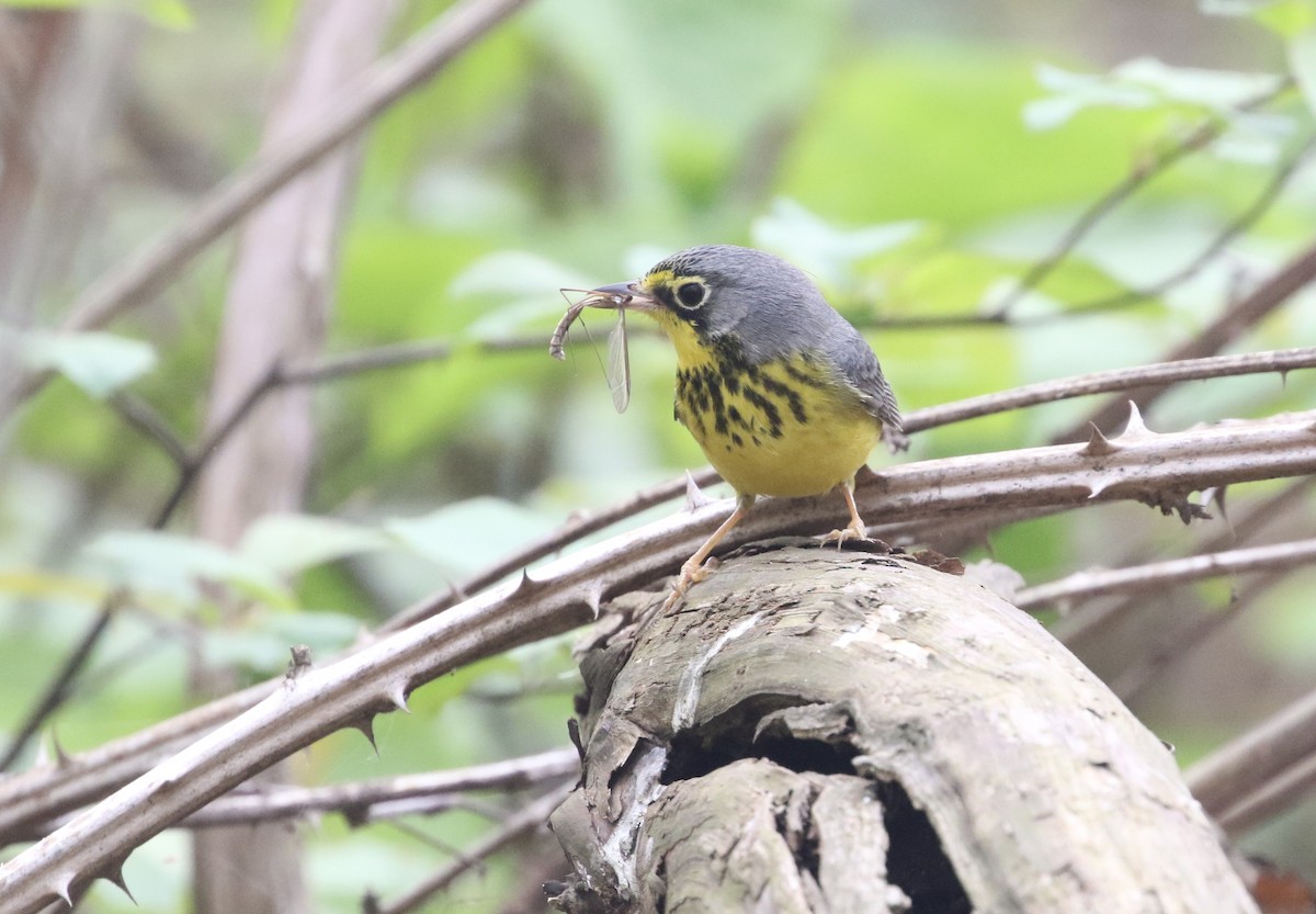 Paruline du Canada - ML405930401