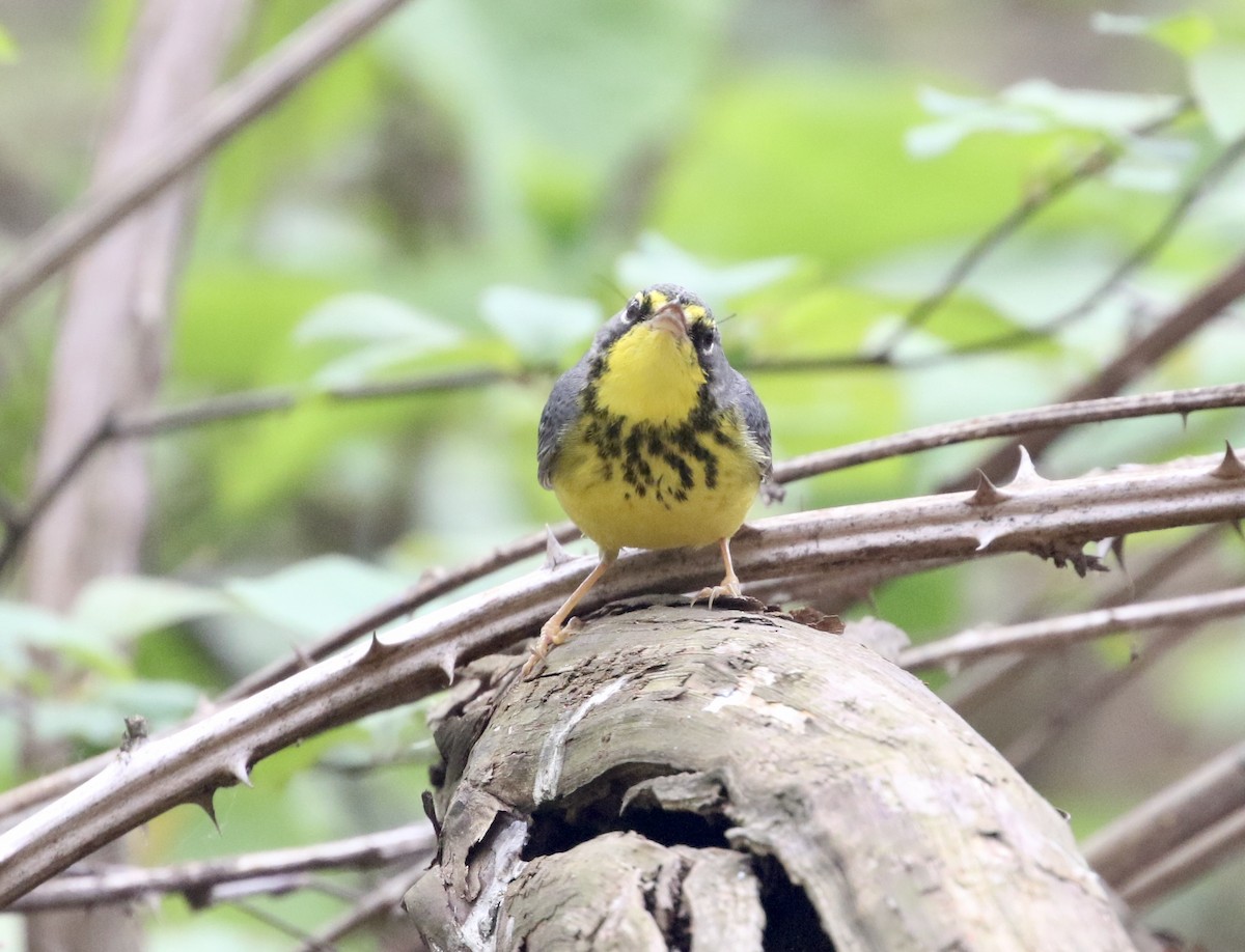 Paruline du Canada - ML405930601