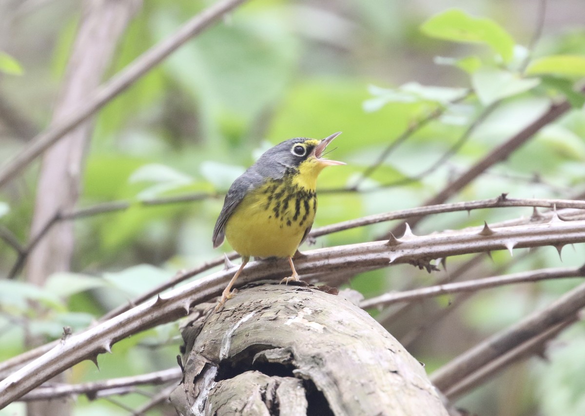 Paruline du Canada - ML405930751