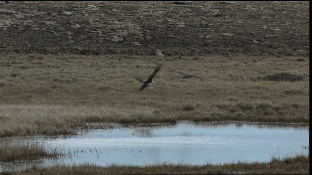 Parasitic Jaeger - ML405932