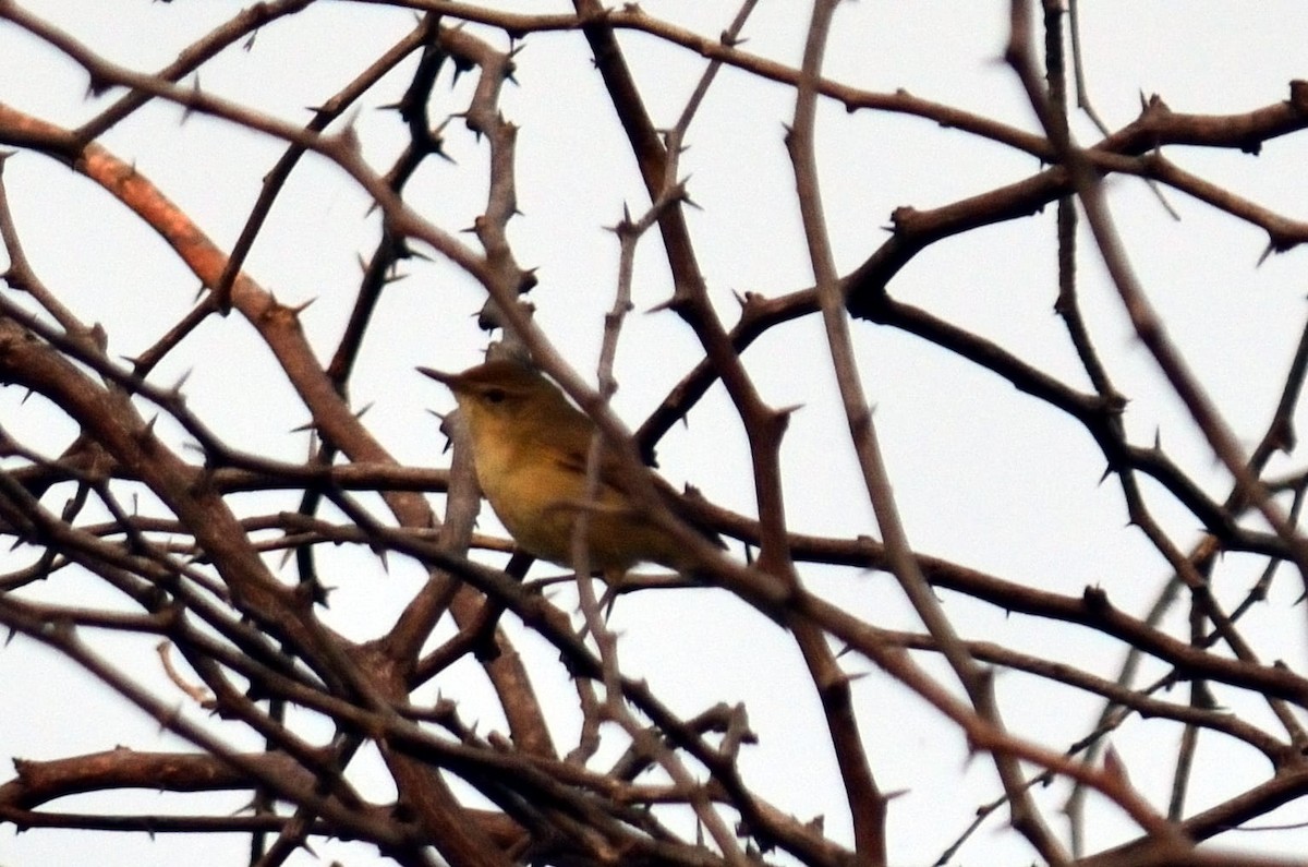 Clamorous Reed Warbler - ML405932861