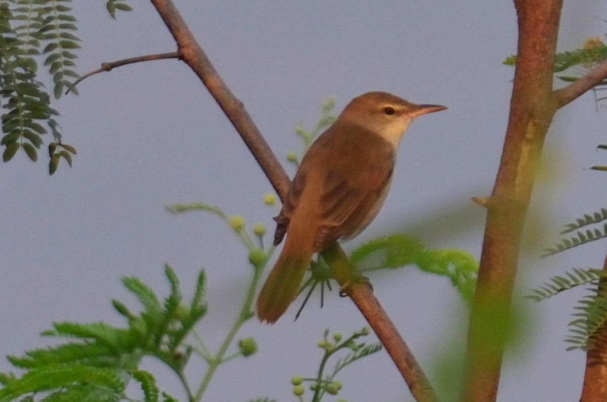 Clamorous Reed Warbler - ML405932991