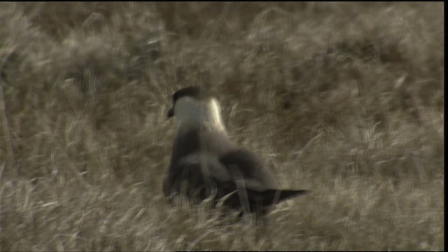 Parasitic Jaeger - ML405933