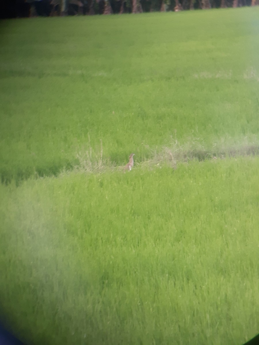 Indian Pond-Heron - ML405933381