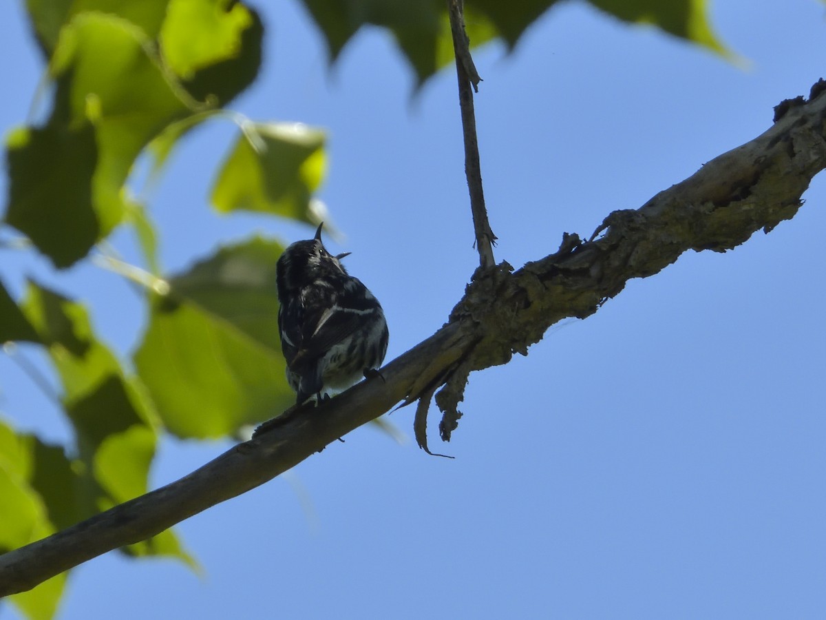 Black-and-white Warbler - ML405933441
