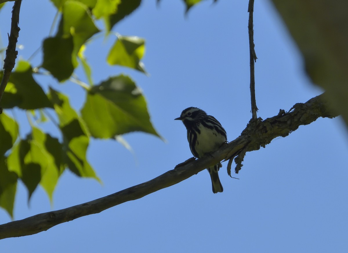 Black-and-white Warbler - ML405933451