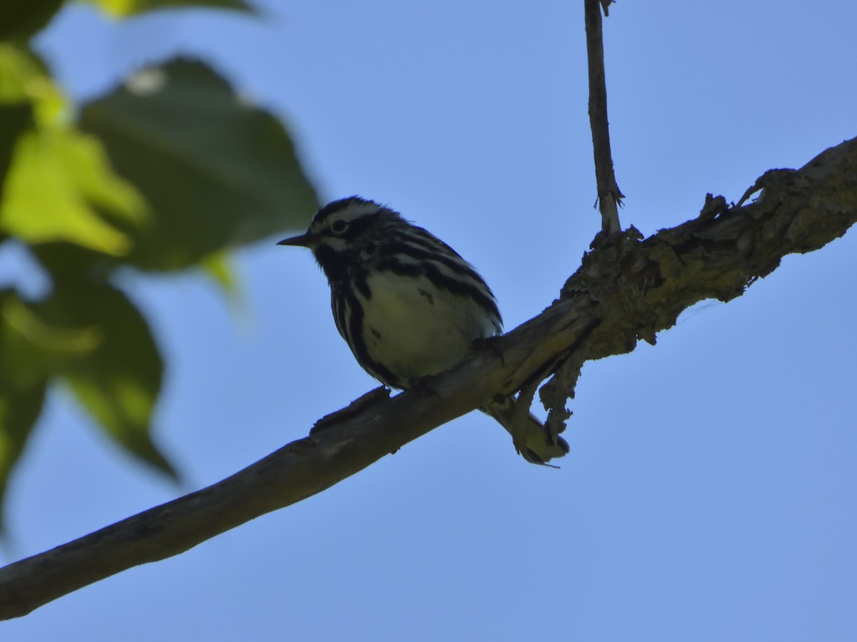 Black-and-white Warbler - ML405933471