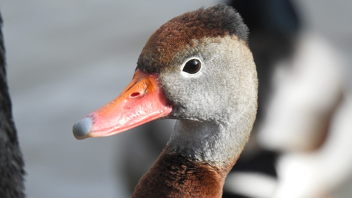 Black-bellied Whistling-Duck - Desmond J MacNeal