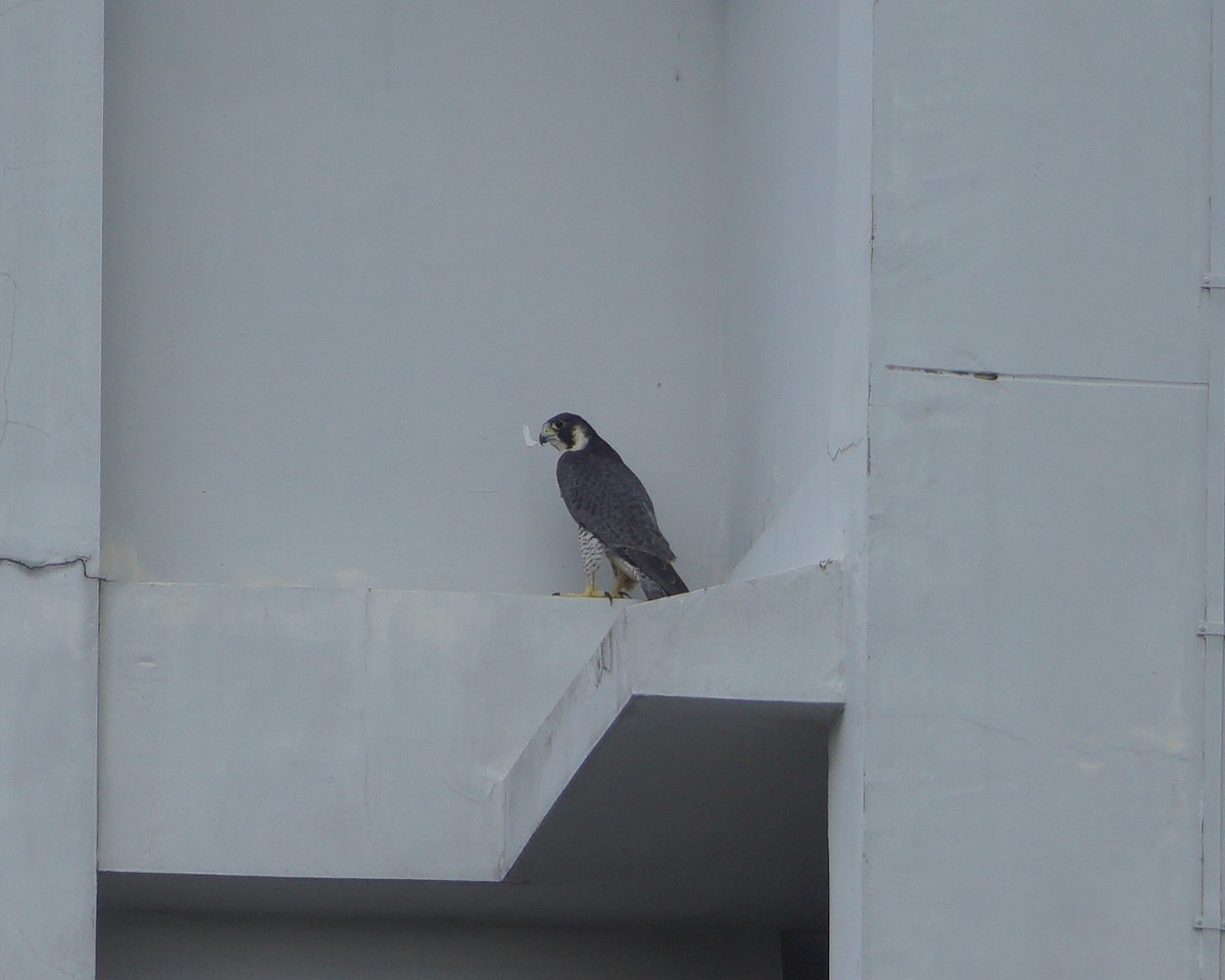 Peregrine Falcon - Lim Yu Jun