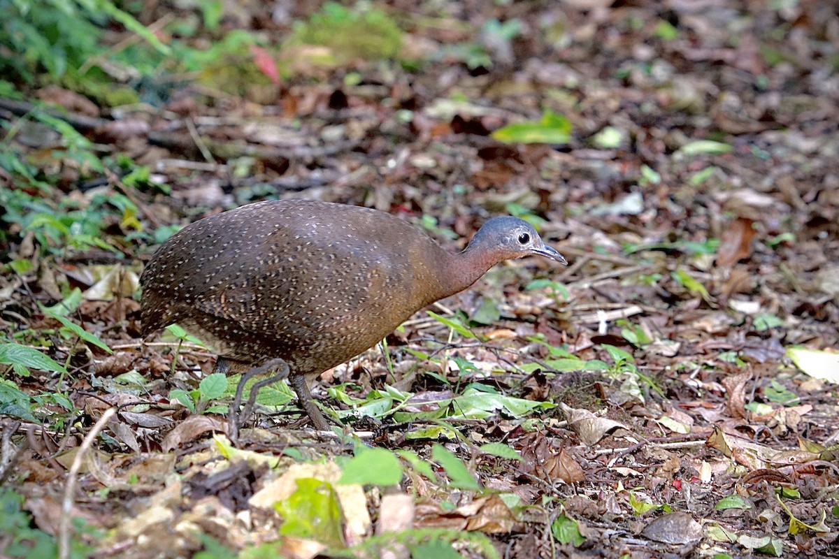 Highland Tinamou - ML405934811