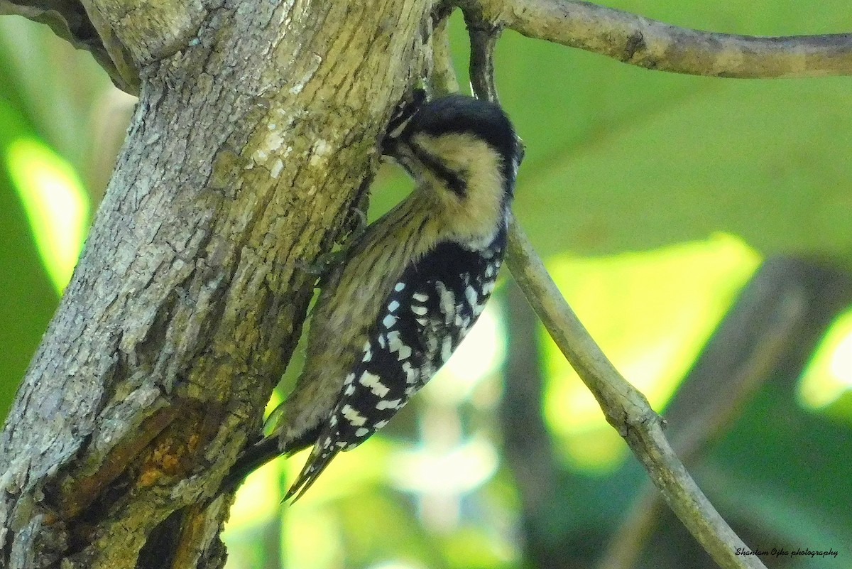 Gray-capped Pygmy Woodpecker - ML405934951