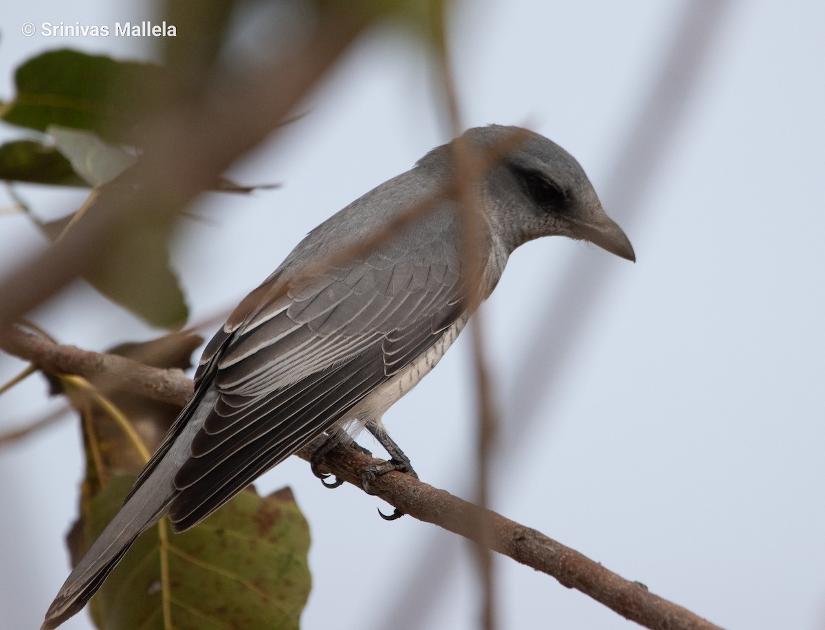 Indian Cuckooshrike - ML405935041