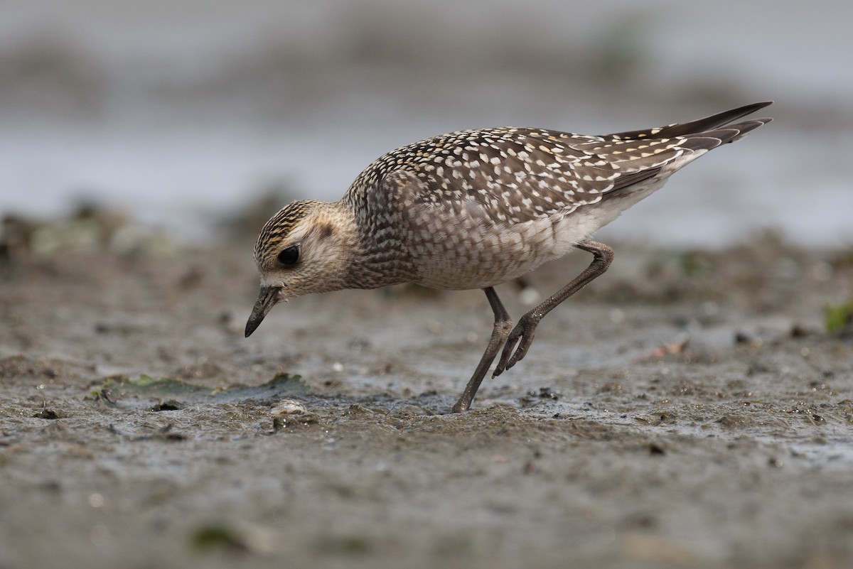 American Golden-Plover - Chris Wood