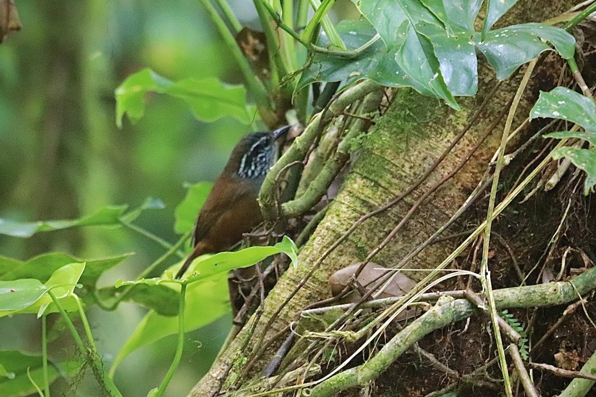 Gray-breasted Wood-Wren - Oliver Kew