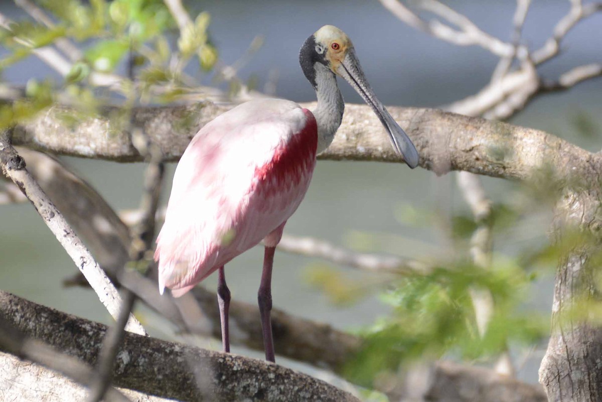 Roseate Spoonbill - ML405936621