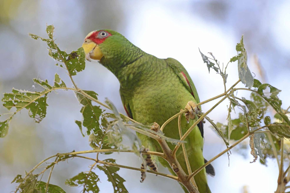 White-fronted Parrot - ML405936721