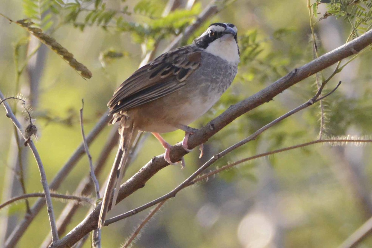 Stripe-headed Sparrow - ML405936981