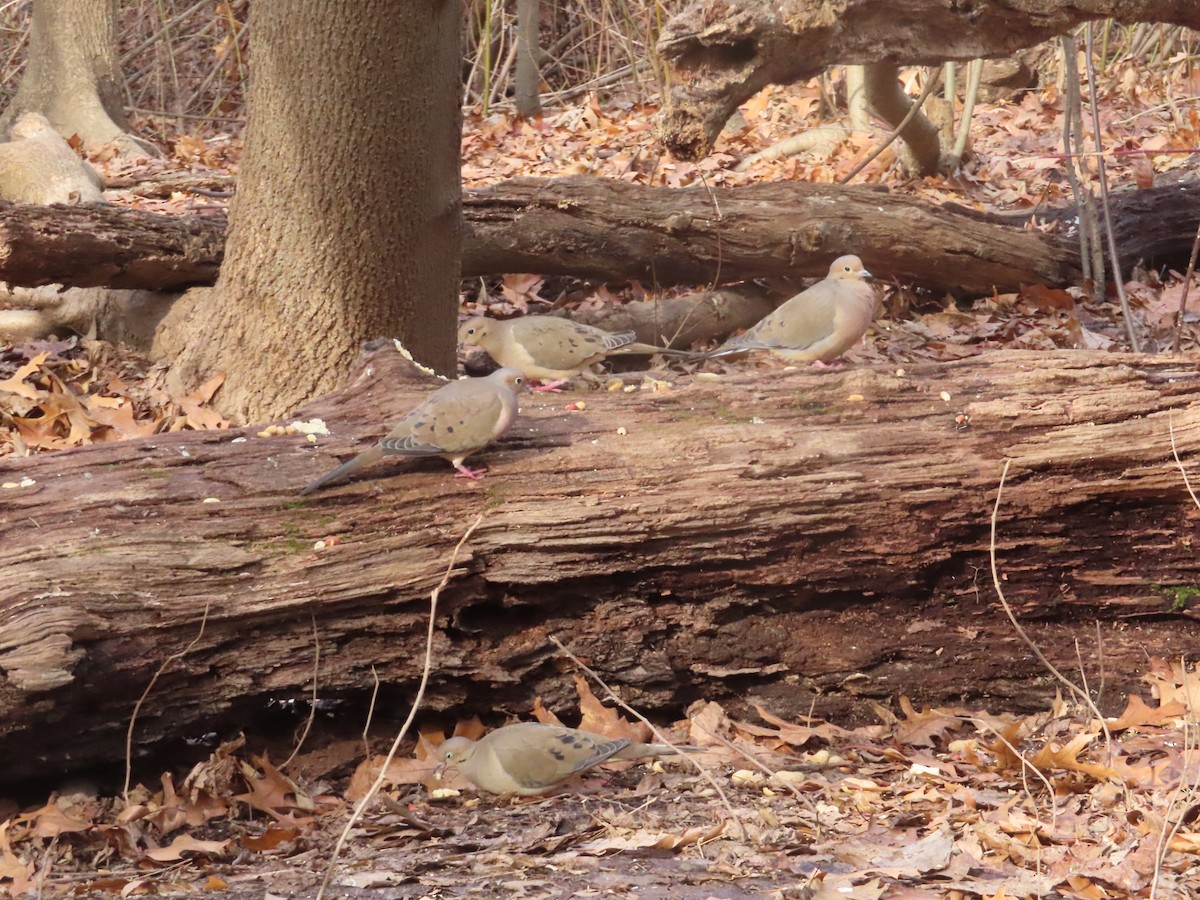 Tourterelle triste - ML405937201