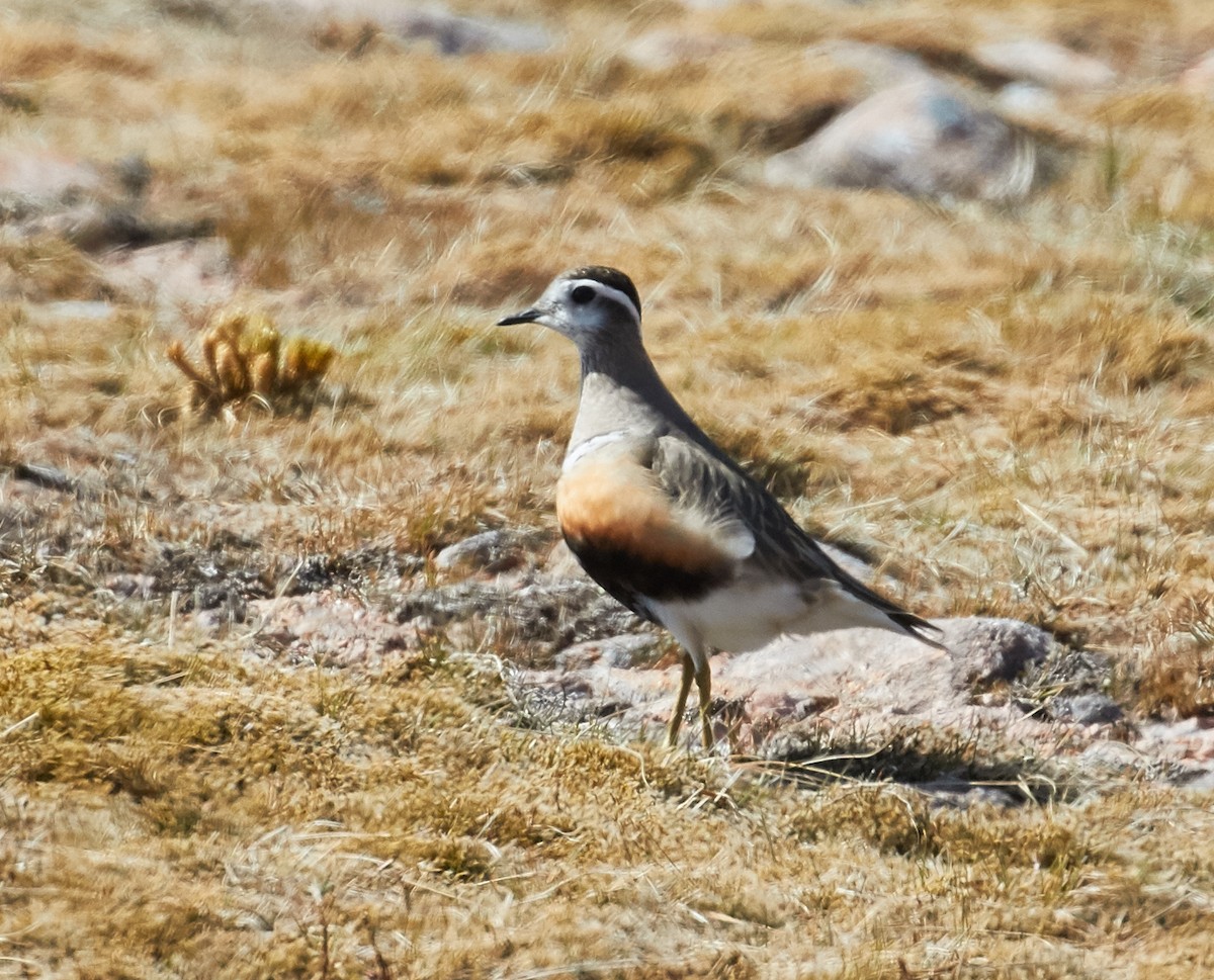 Eurasian Dotterel - ML40593731